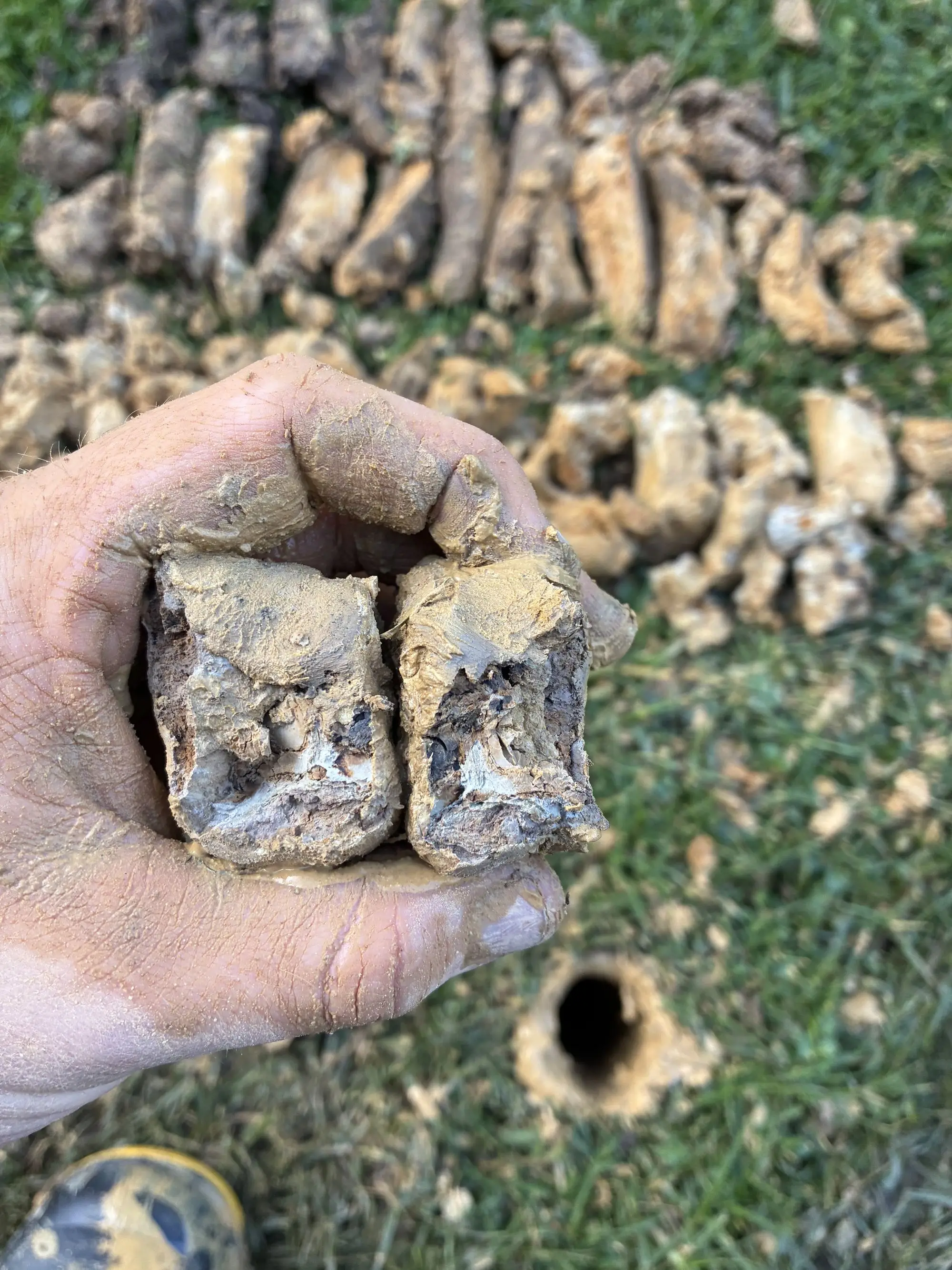 Hand auger sample being examined on site