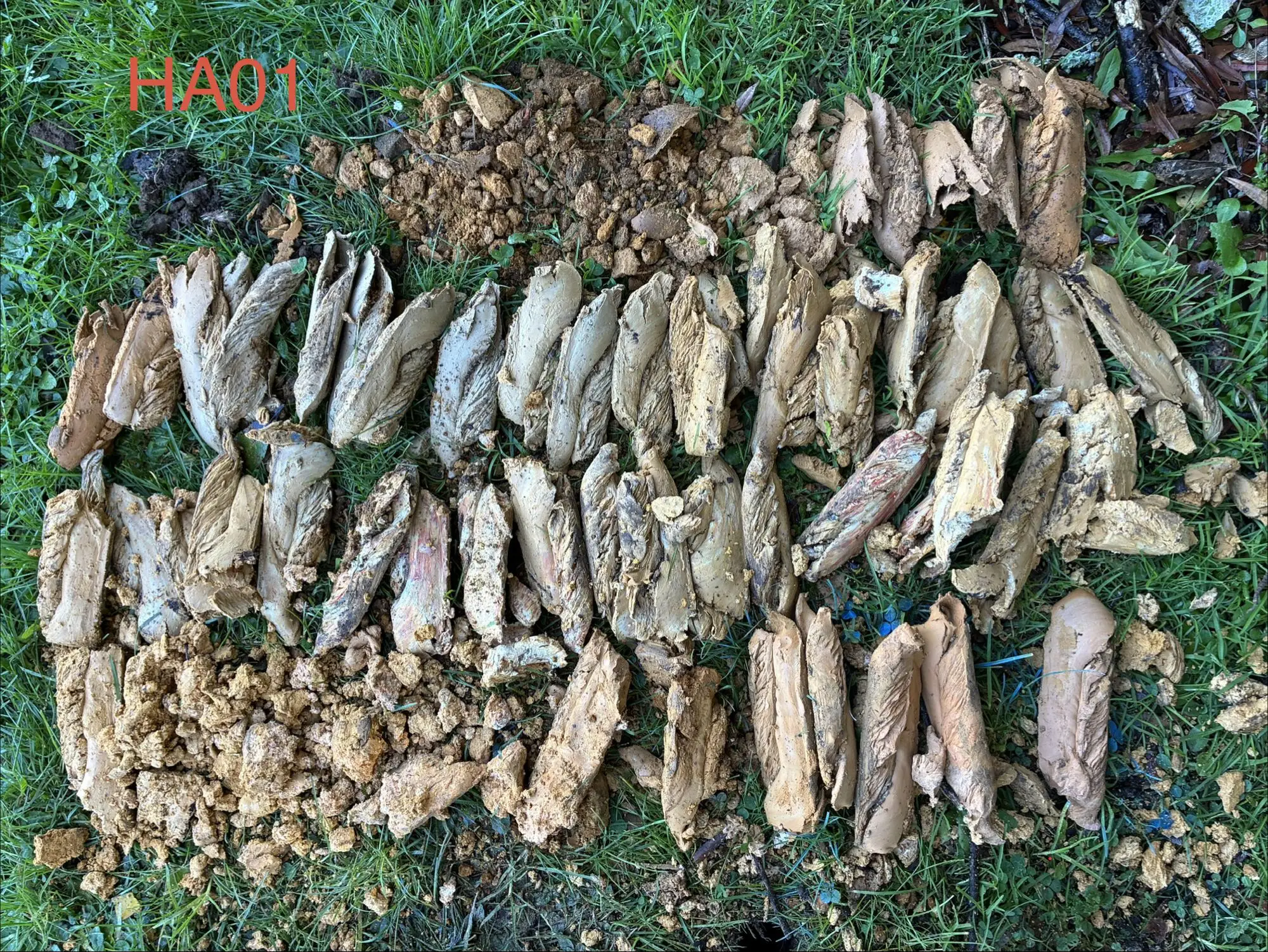 Hand auger samples laid out in depth order on a Drury site